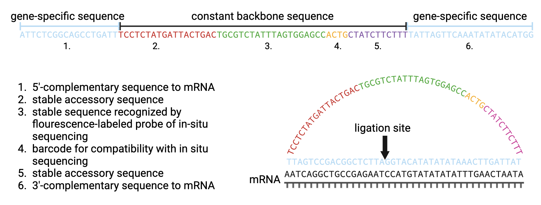 SCRINSHOT Probe Structure